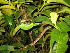 Boiga cynodon