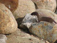 Least Weasel photo 4