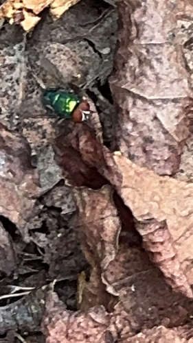 Unknown species found near Bloomington