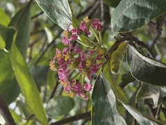 Malpighia mexicana, photograph author not stated, no rights reserved
