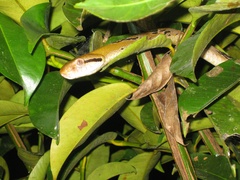 Boiga cynodon