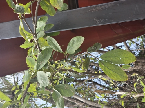 Malpighia mexicana, photograph 3