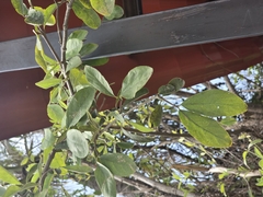 Malpighia mexicana, photograph author not stated, no rights reserved