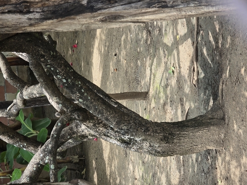 Malpighia mexicana, photograph 4
