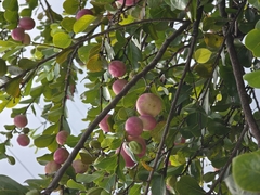 Malpighia mexicana, photograph author not stated, no rights reserved
