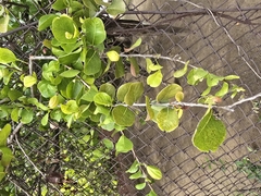 Malpighia mexicana, photograph author not stated, no rights reserved