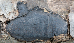 Biscogniauxia mediterranea
