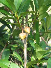 Ternstroemia tepezapote