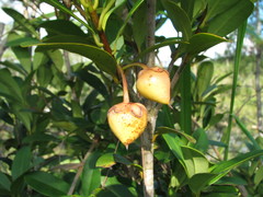 Ternstroemia tepezapote
