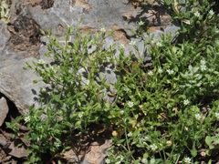 Arenaria leptoclados
