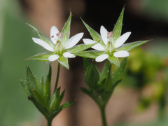Arenaria leptoclados