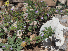 Clinopodium graveolens