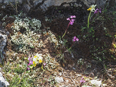 Orchis quadripunctata