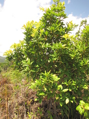 Ternstroemia tepezapote