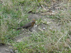 Granatina ianthinogaster