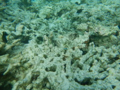 Chrysiptera brownriggii