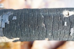 Graphostroma platystomum