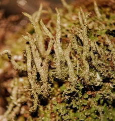 Cladonia ramulosa