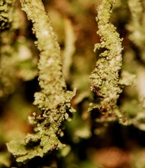 Cladonia ramulosa