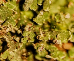 Cladonia ramulosa