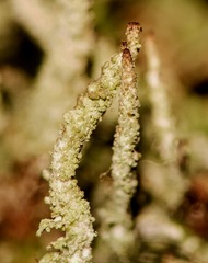 Cladonia ramulosa