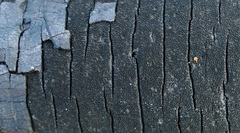 Graphostroma platystomum