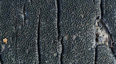 Graphostroma platystomum