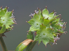 Valerianella discoidea