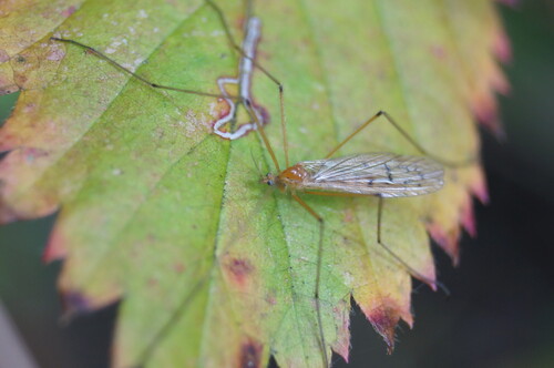 Unknown species found near Palmer Arboretum, 473 Brinton Lake Rd, Thornton, PA 19373, USA