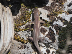 Lacerta trilineata polylepidota