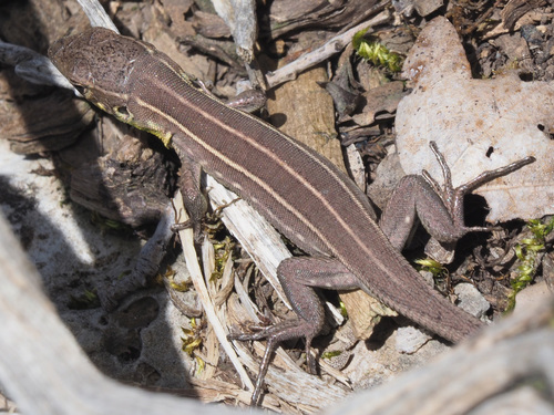 Balkan Green Lizard, photo 3 of 10