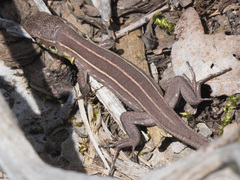 Lacerta trilineata polylepidota