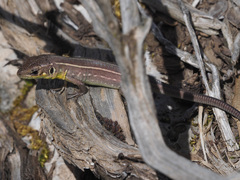 Lacerta trilineata polylepidota