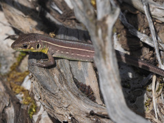 Lacerta trilineata polylepidota