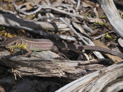 Lacerta trilineata polylepidota