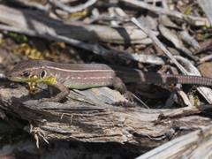 Lacerta trilineata polylepidota