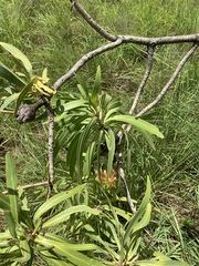 Protea caffra falcata
