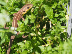 Lacerta trilineata polylepidota