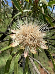 Protea caffra falcata