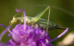 Oecanthus quadripunctatus