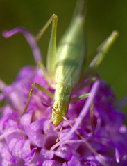 Oecanthus quadripunctatus