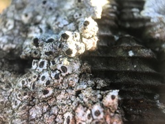 Pseudothelomma occidentale