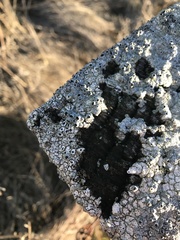 Pseudothelomma occidentale