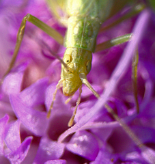 Oecanthus quadripunctatus