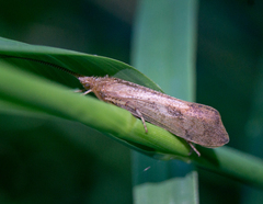 Limnephilus indivisus