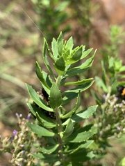 Tetraselago longituba