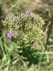 Tetraselago longituba