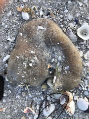 Aplidium stellatum
