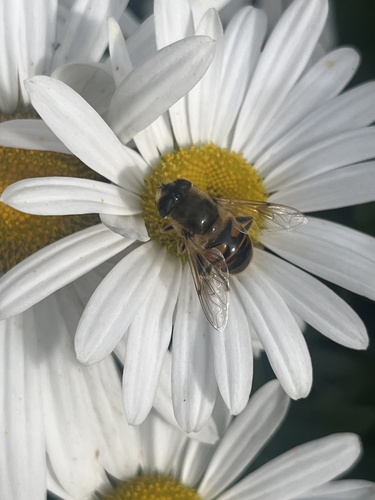 Unknown species found near Congdon St, Providence, RI, US