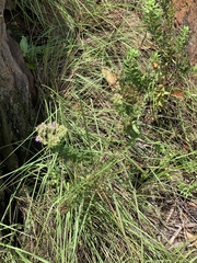 Tetraselago longituba